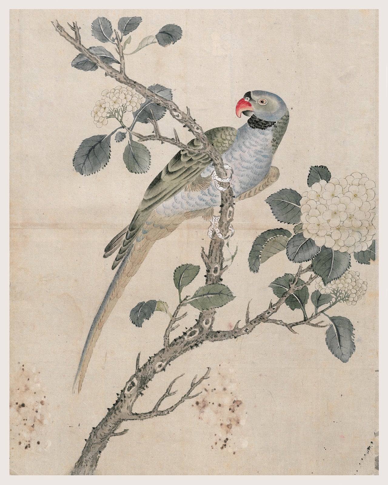 Japanese Parrot Chinoiserie Art Print #1