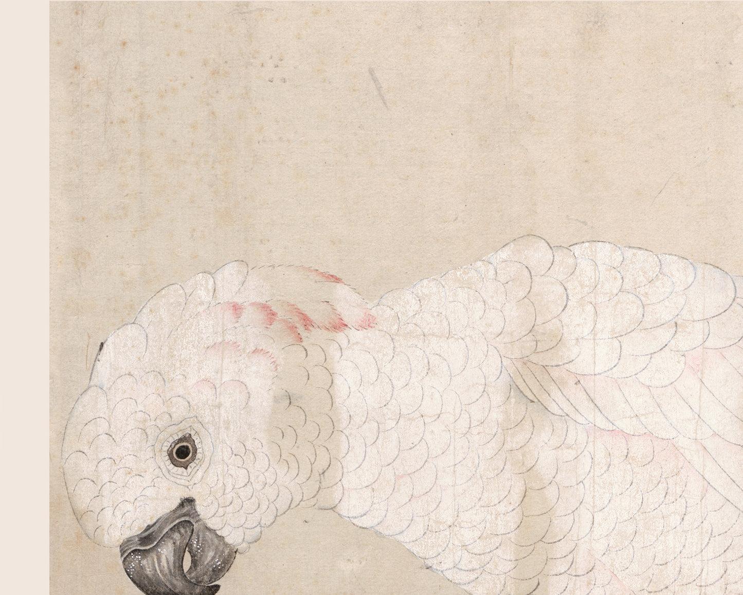 Japanese Parrot Chinoiserie Art Print #3