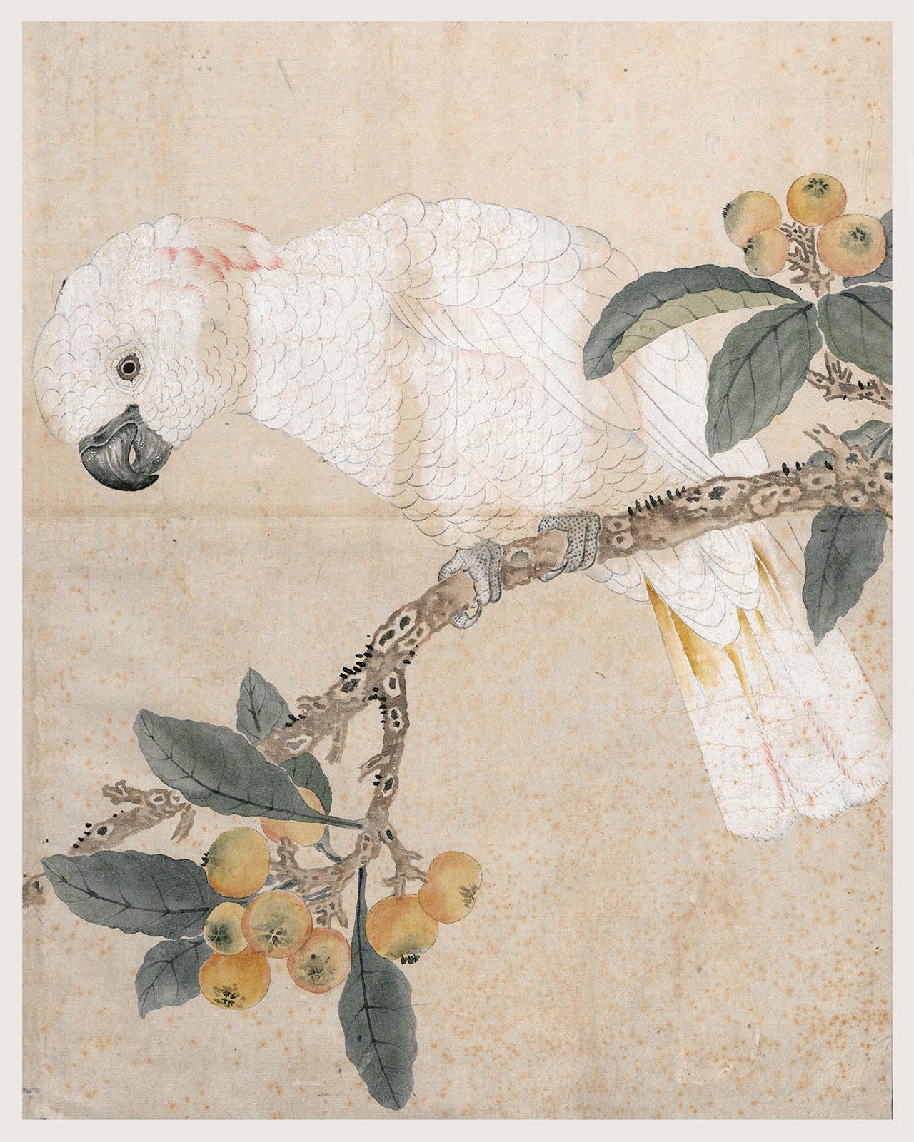 Japanese Parrot Chinoiserie Art Print #3
