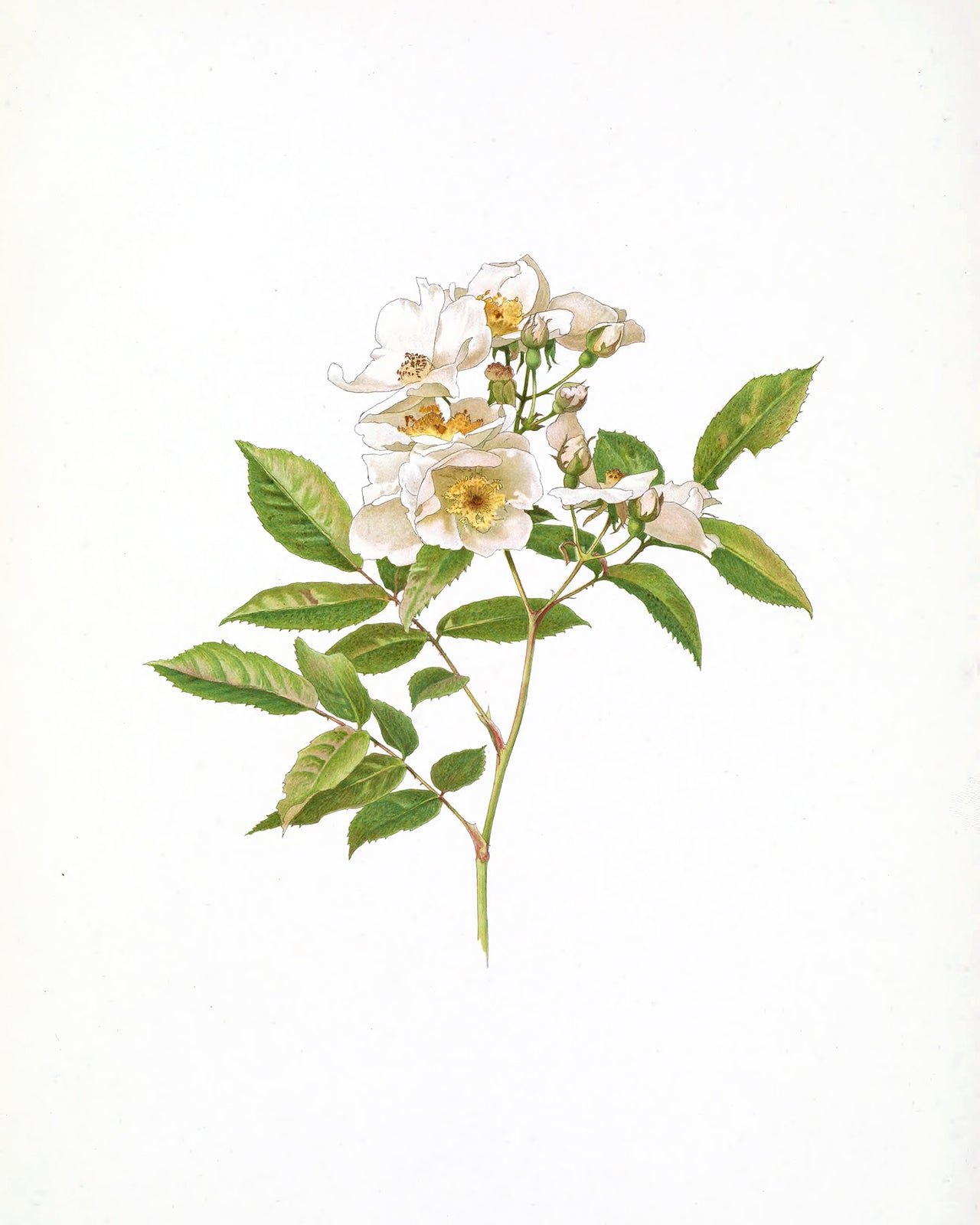 Cream Rose Flower Botanical Art Prints - Set of Three