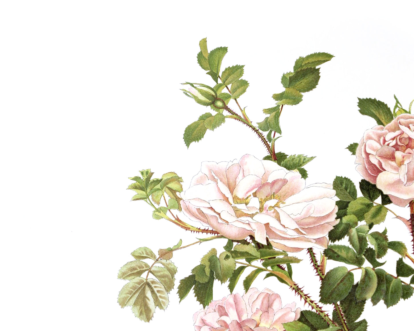 Pink Rose Flower Botanical Art Prints - Set of Three