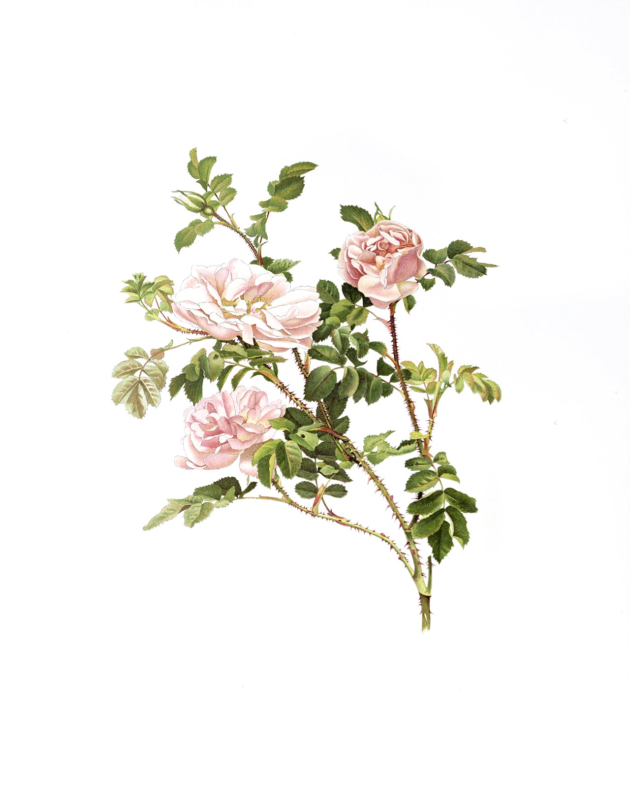 Pink Rose Flower Botanical Art Prints - Set of Three