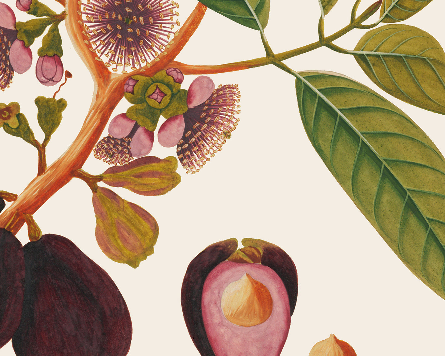 Pink Tropical Sumatra Fruit and Flowers Art Prints - Set of Two