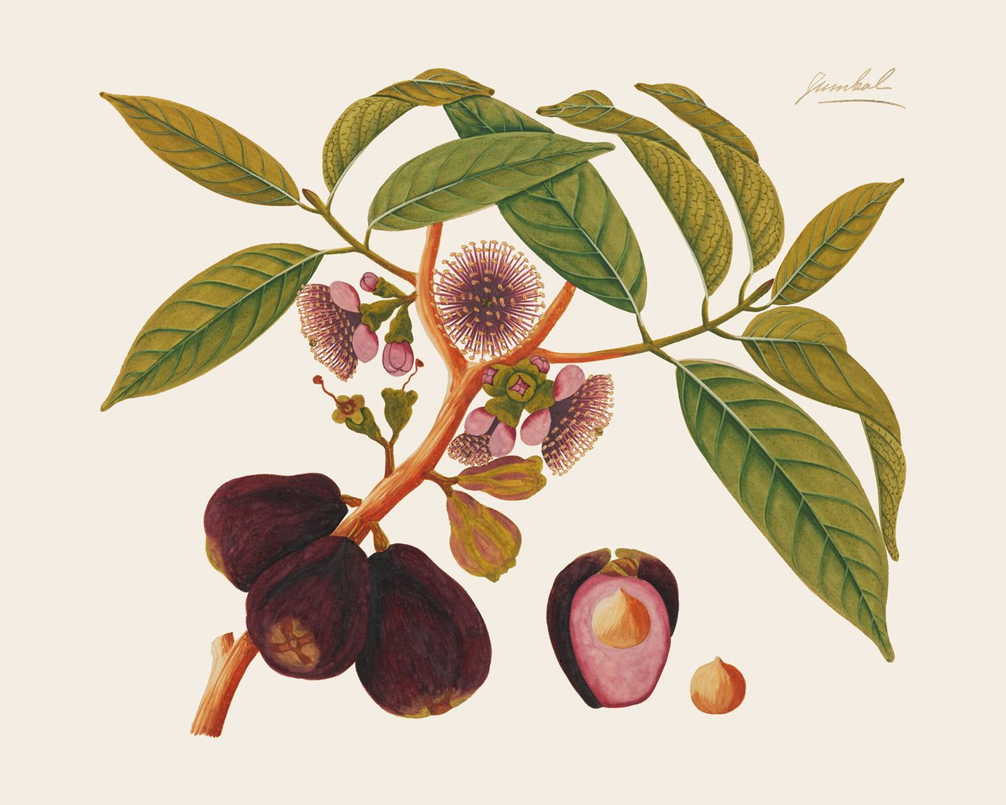 Pink Tropical Sumatra Fruit and Flowers Art Prints - Set of Two