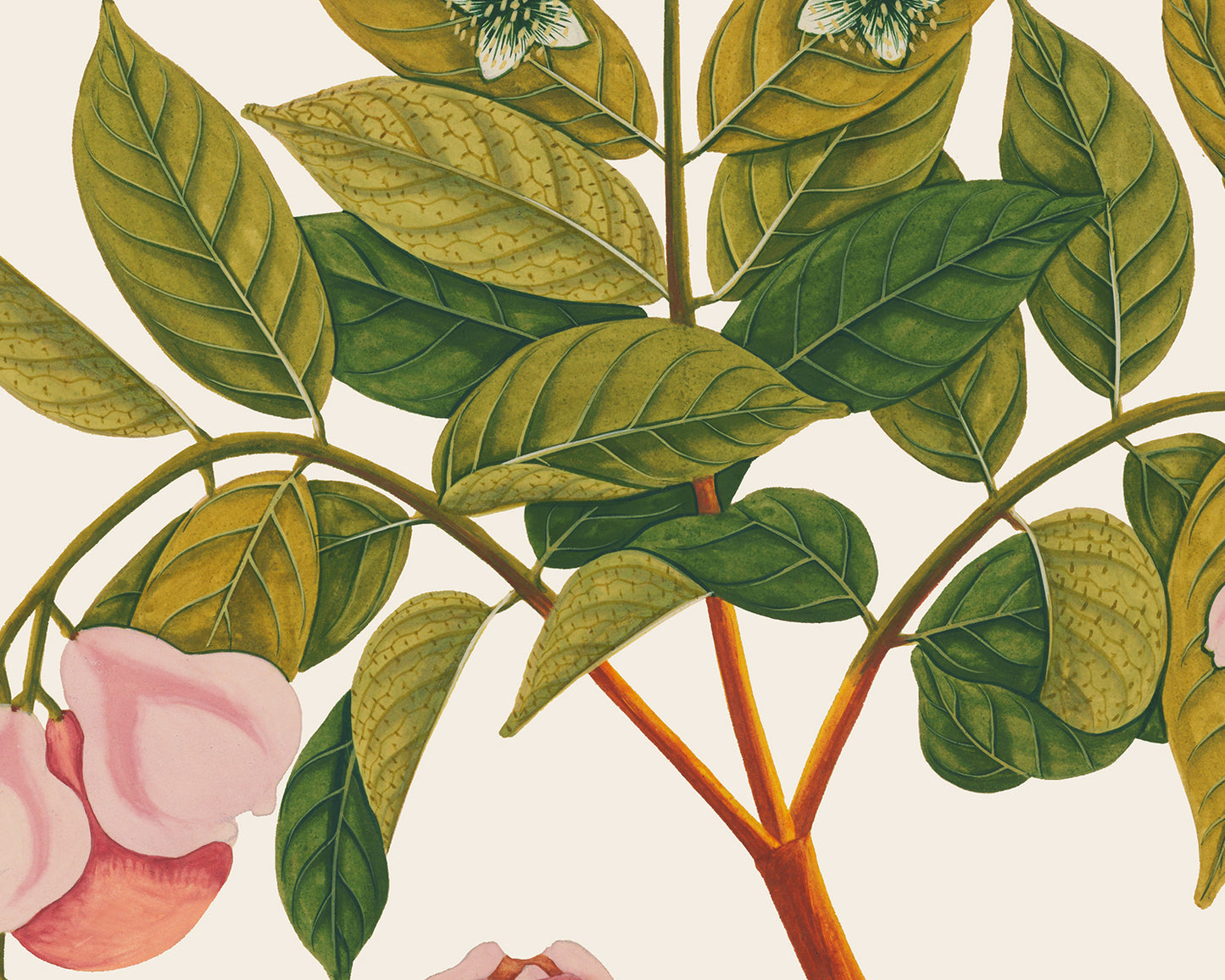 Pink Tropical Sumatra Fruit and Flowers Art Prints - Set of Two