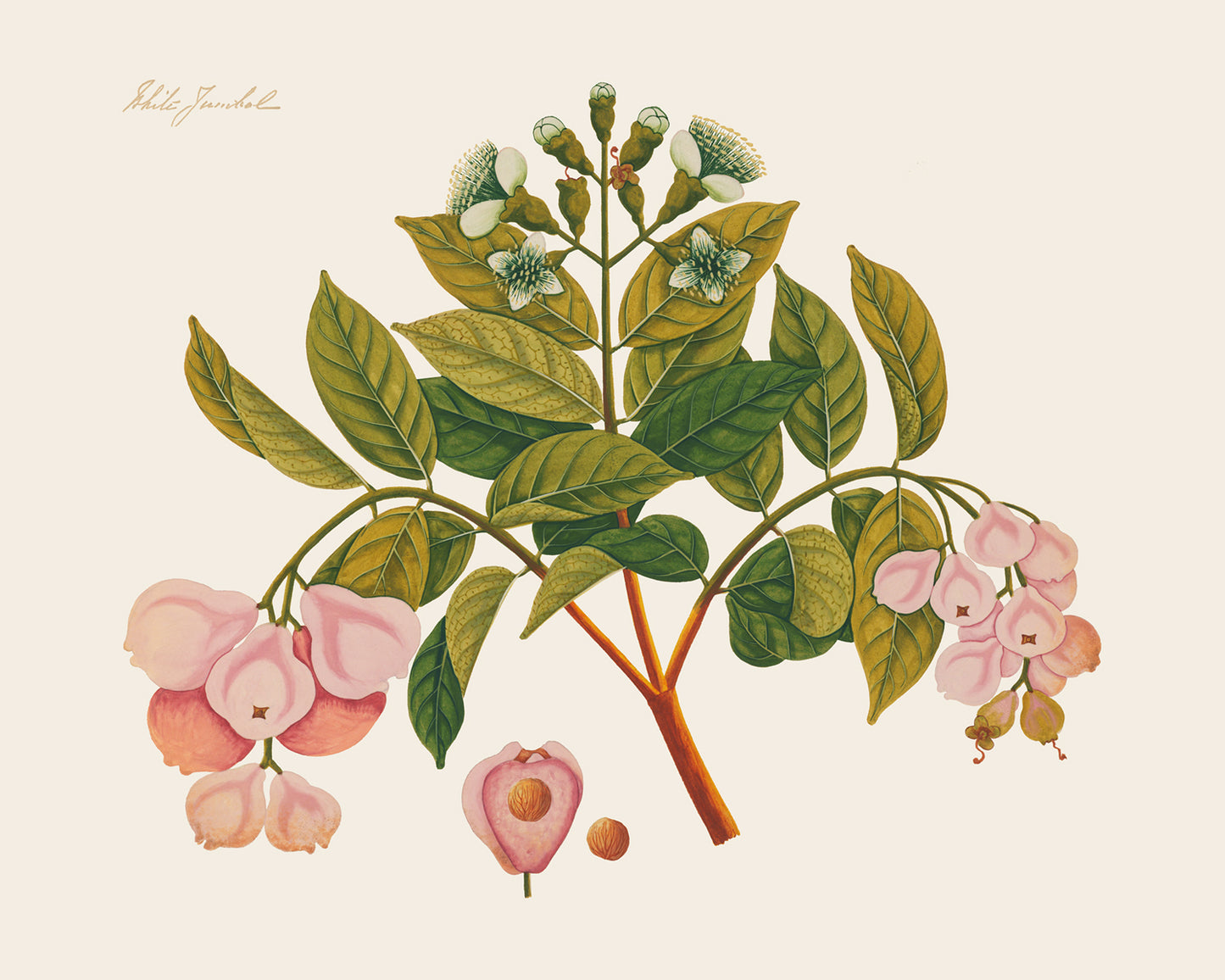 Pink Tropical Sumatra Fruit and Flowers Art Prints - Set of Two