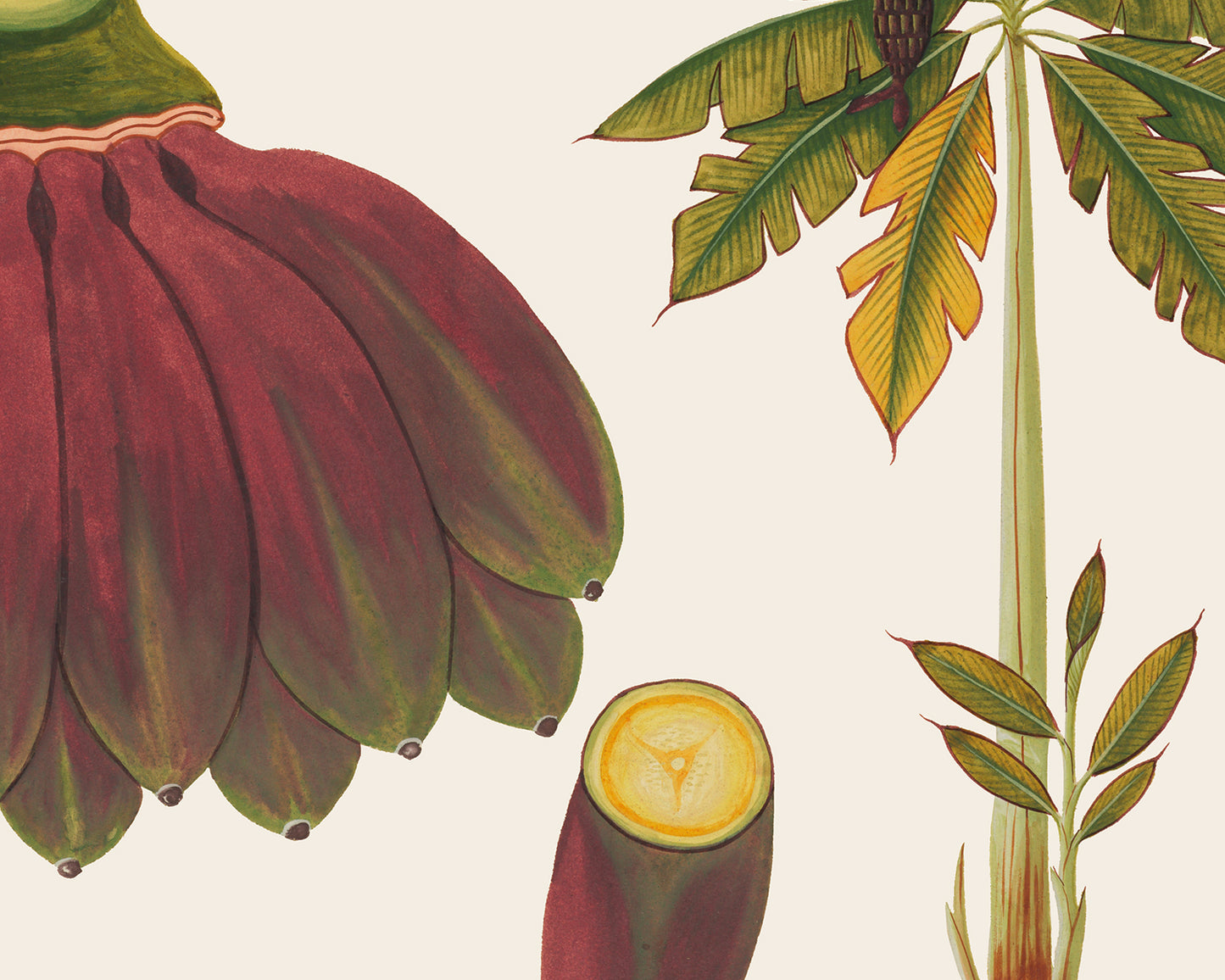 Sumatra Banana Tree Art Prints - Set of Two