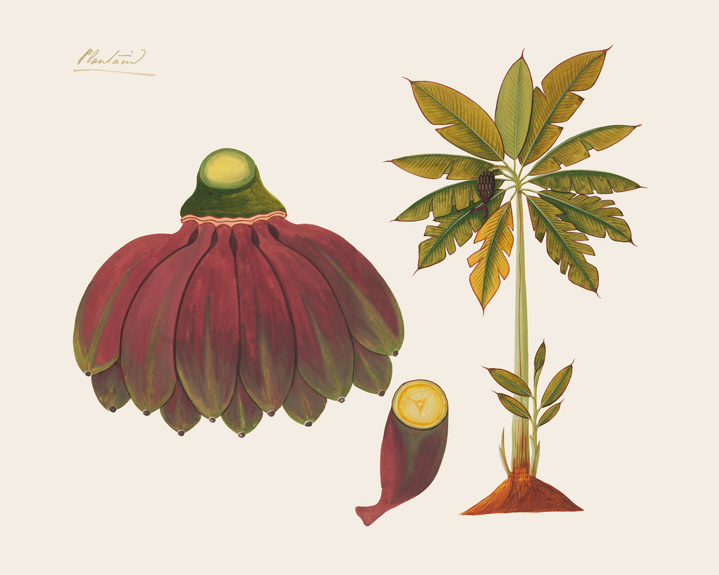 Sumatra Banana Tree Art Prints - Set of Two
