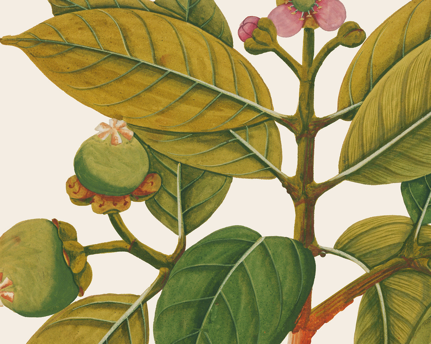 Pink Tropical Sumatra Fruit and Flowers Art Prints - Set of Four