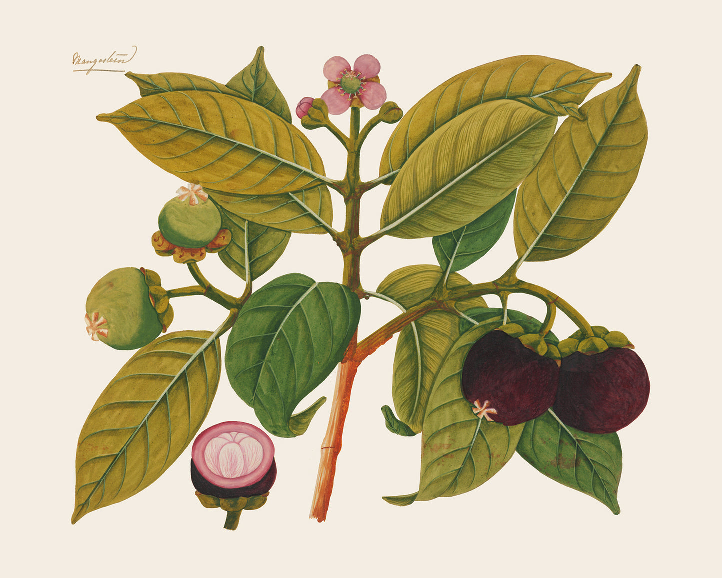 Pink Tropical Sumatra Fruit and Flowers Art Prints - Set of Four