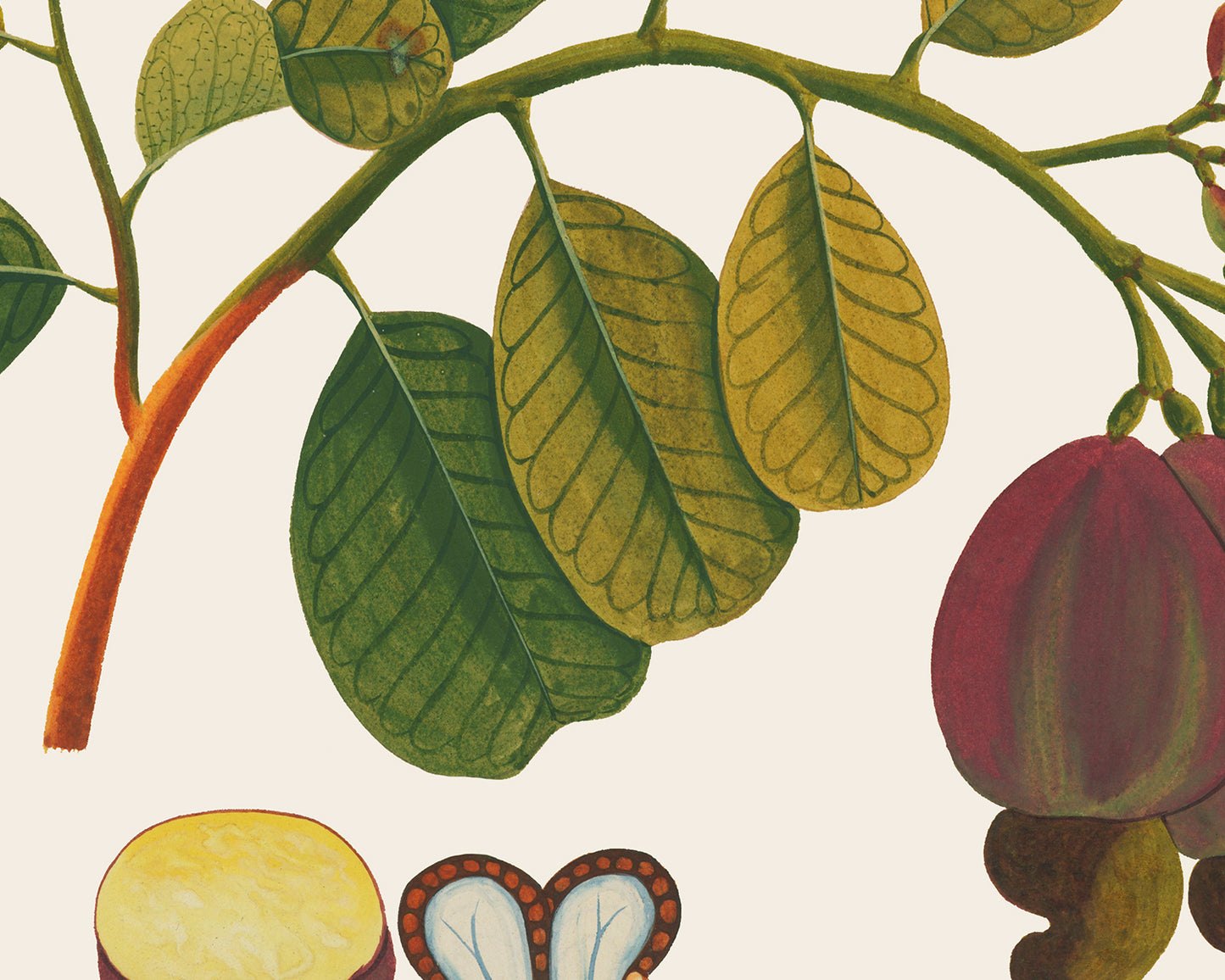 Pink Tropical Sumatra Fruit and Flowers Art Prints - Set of Four