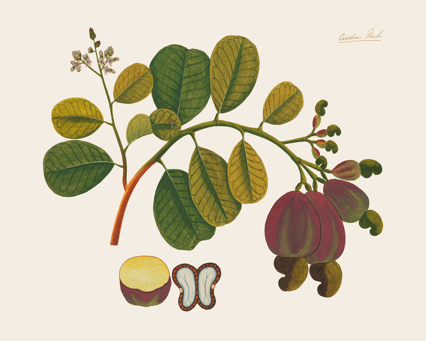 Pink Tropical Sumatra Fruit and Flowers Art Prints - Set of Four