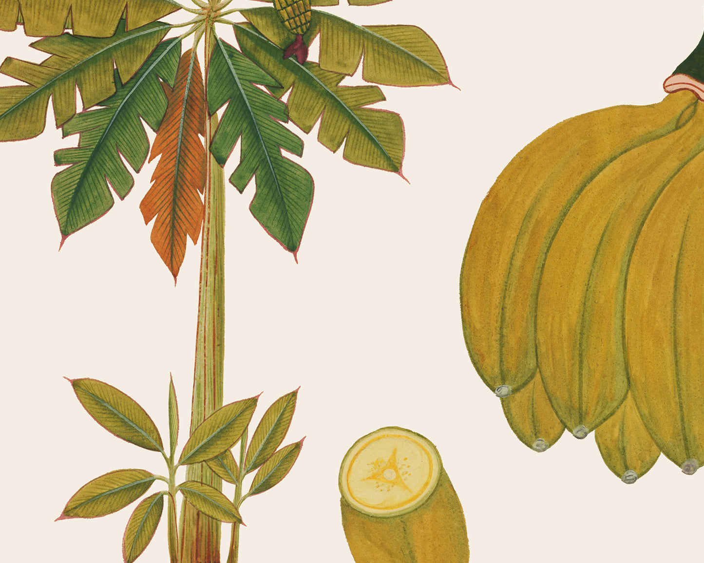 Sumatra Banana Tree Art Prints - Set of Two