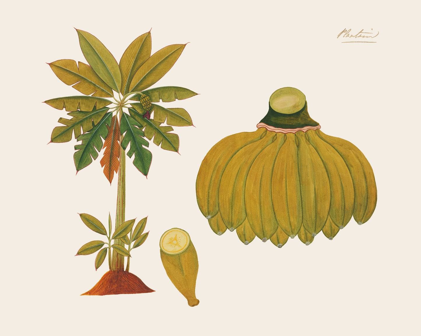 Sumatra Banana Tree Art Prints - Set of Two