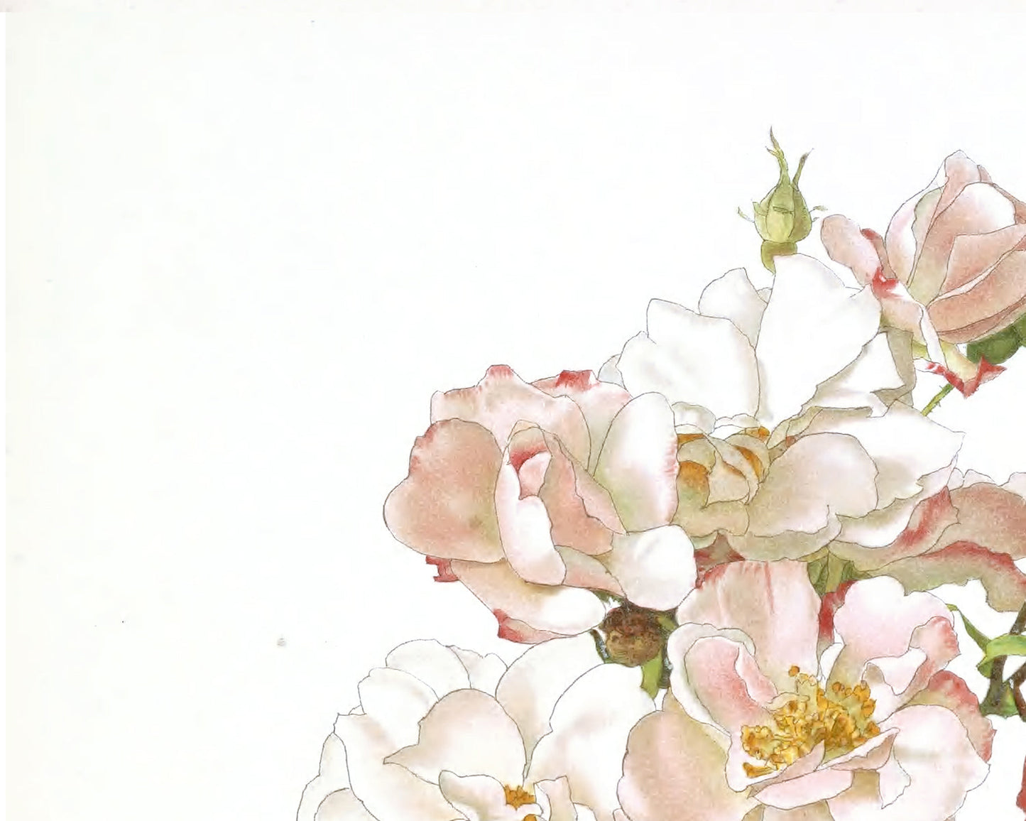 Pink Rose Flower Botanical Art Prints - Set of Two
