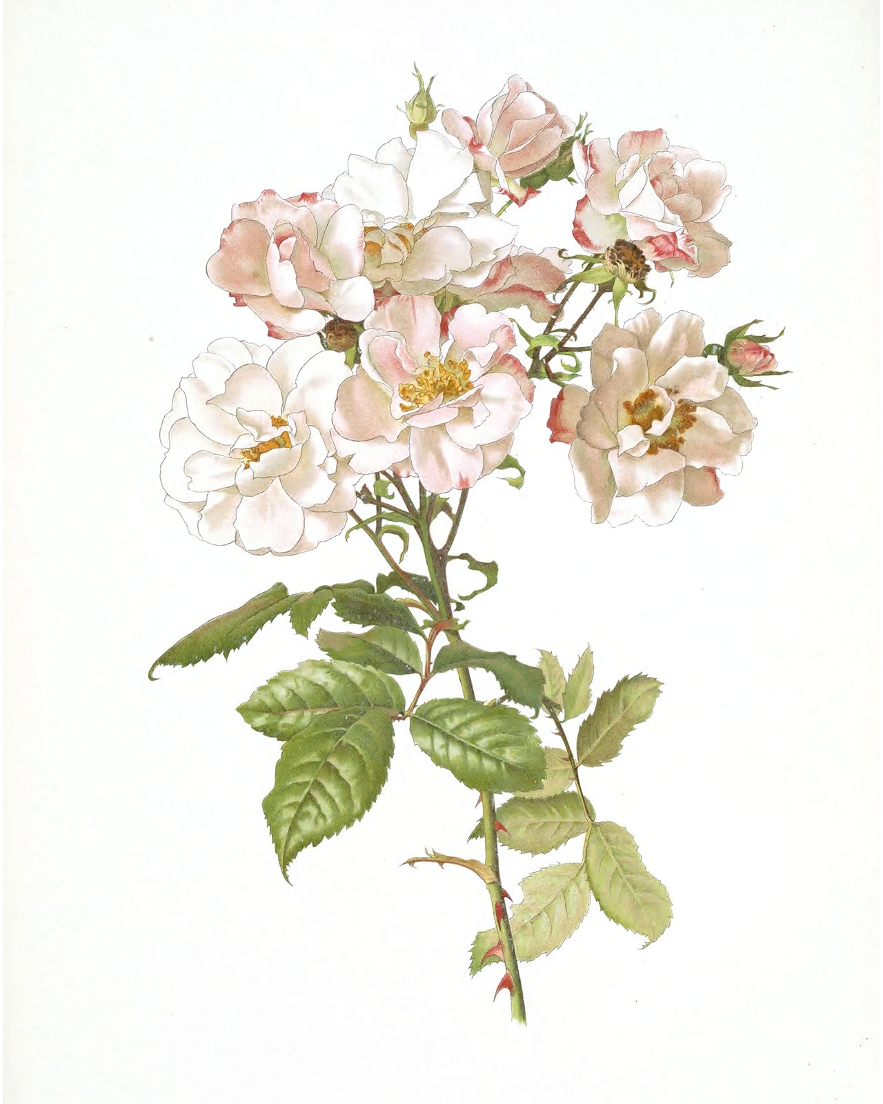 Pink Rose Flower Botanical Art Prints - Set of Four