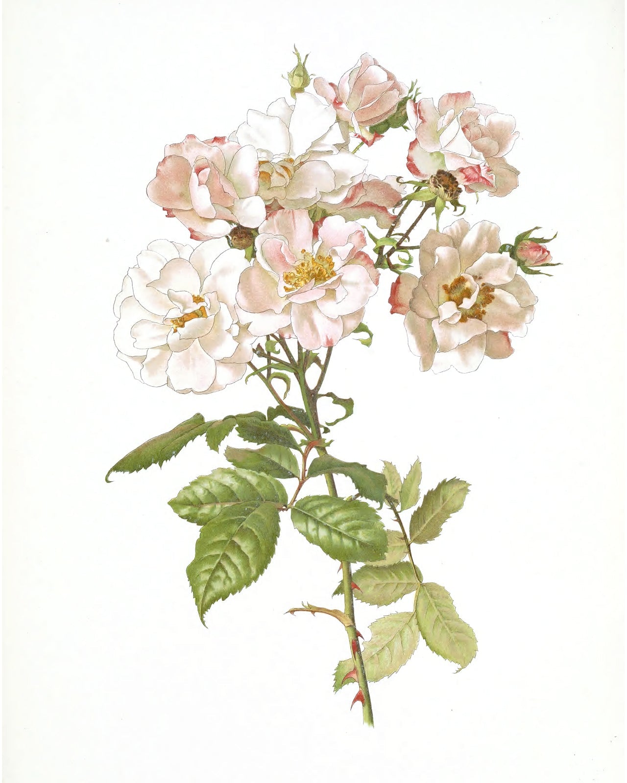 Pink Rose Flower Botanical Art Prints - Set of Two