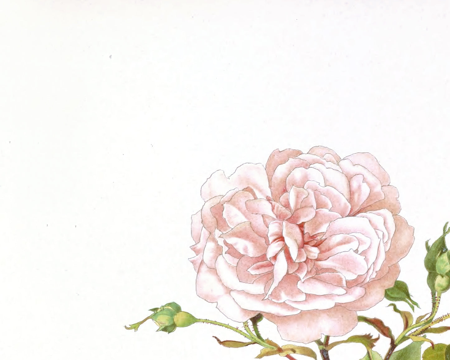 Pink Rose Flower Botanical Art Prints - Set of Three