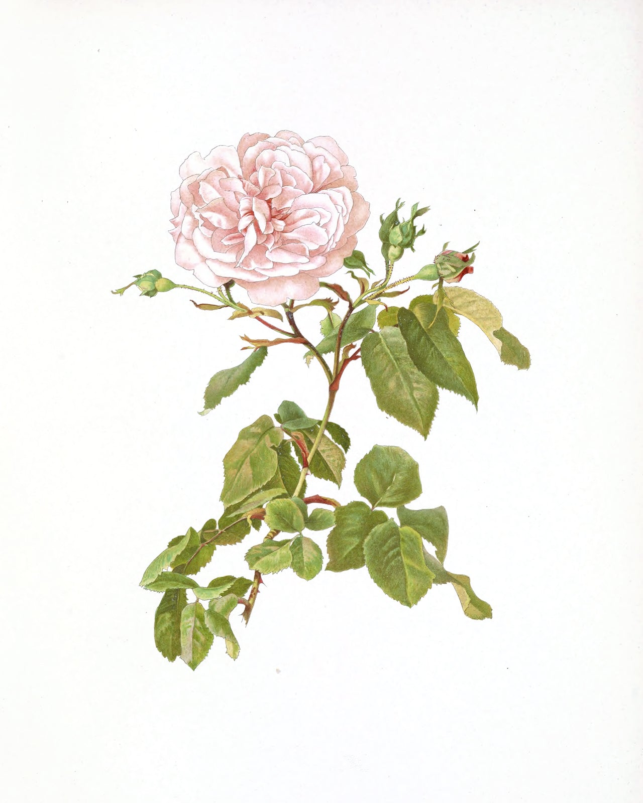 Pink Rose Flower Botanical Art Prints - Set of Two