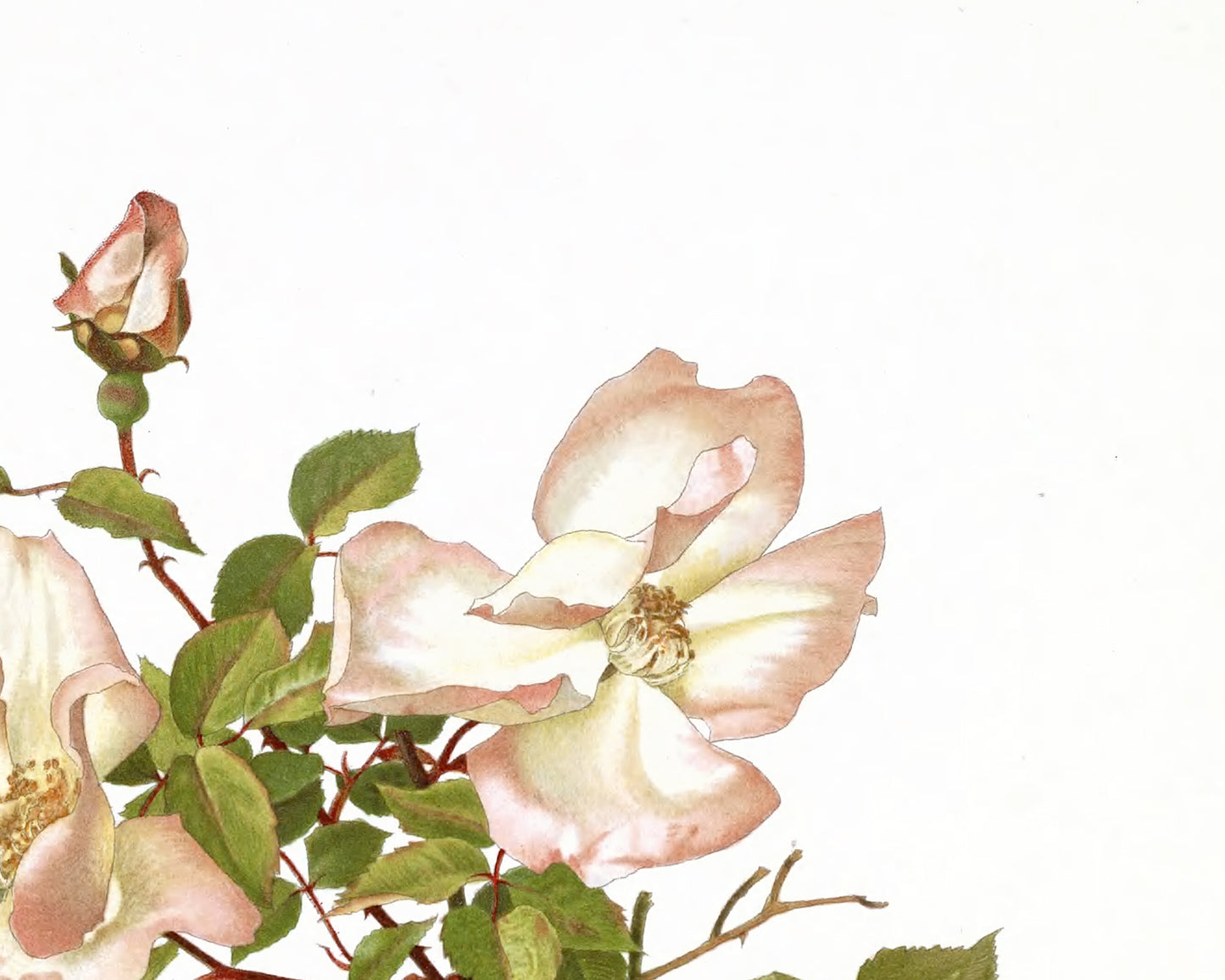 Peach Rose Flower Botanical Art Prints - Set of Four