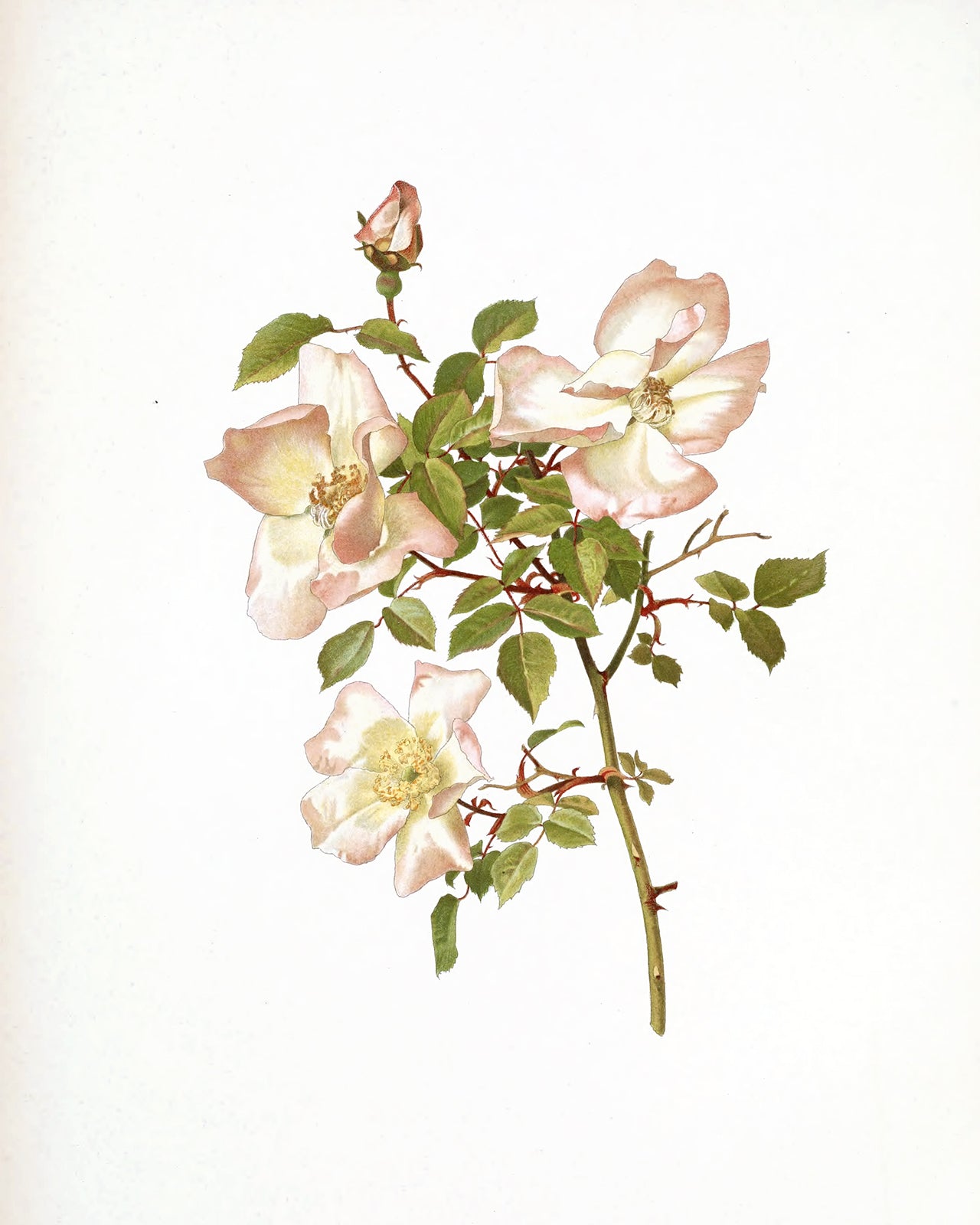 Peach Rose Flower Botanical Art Prints - Set of Four