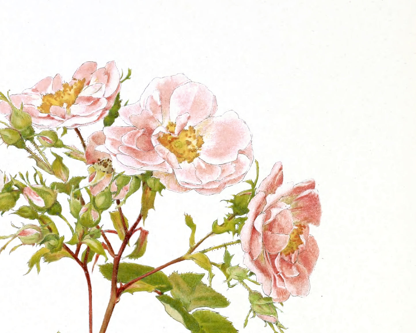 Pink Rose Flower Botanical Art Prints - Set of Three