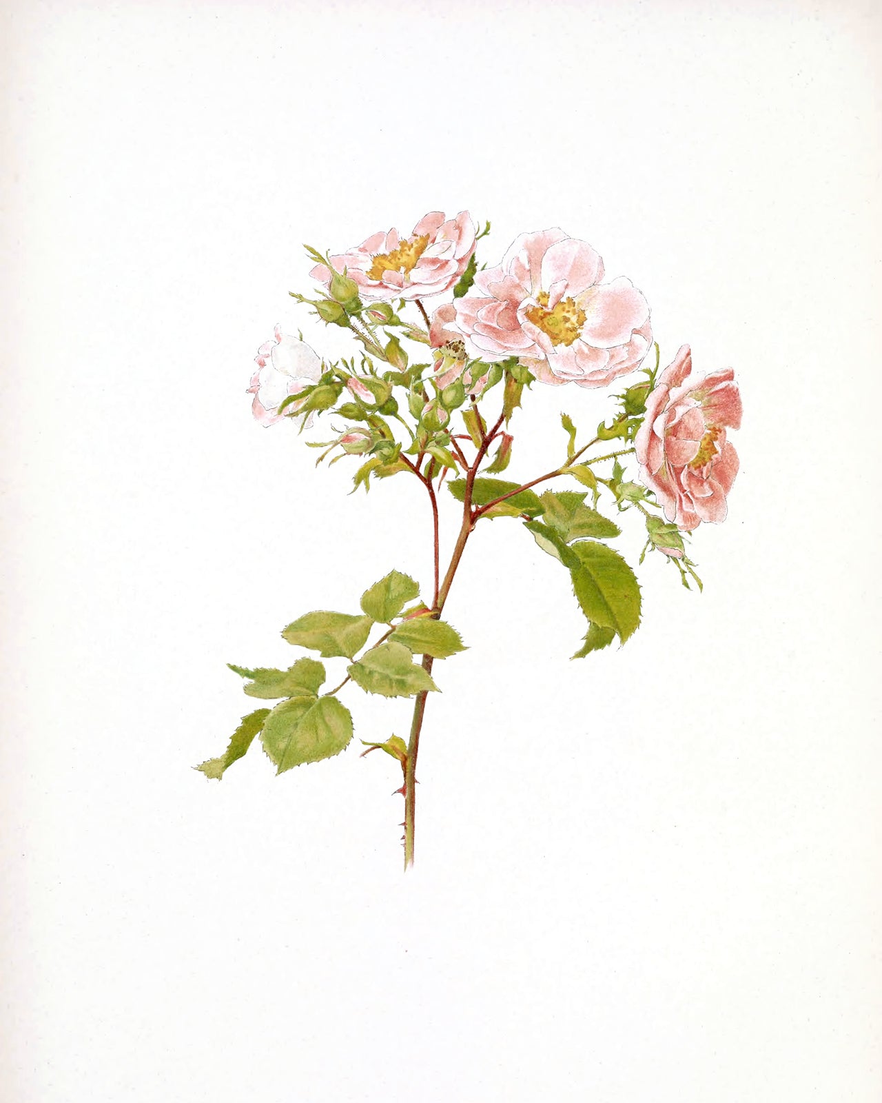Pink Rose Flower Botanical Art Prints - Set of Three