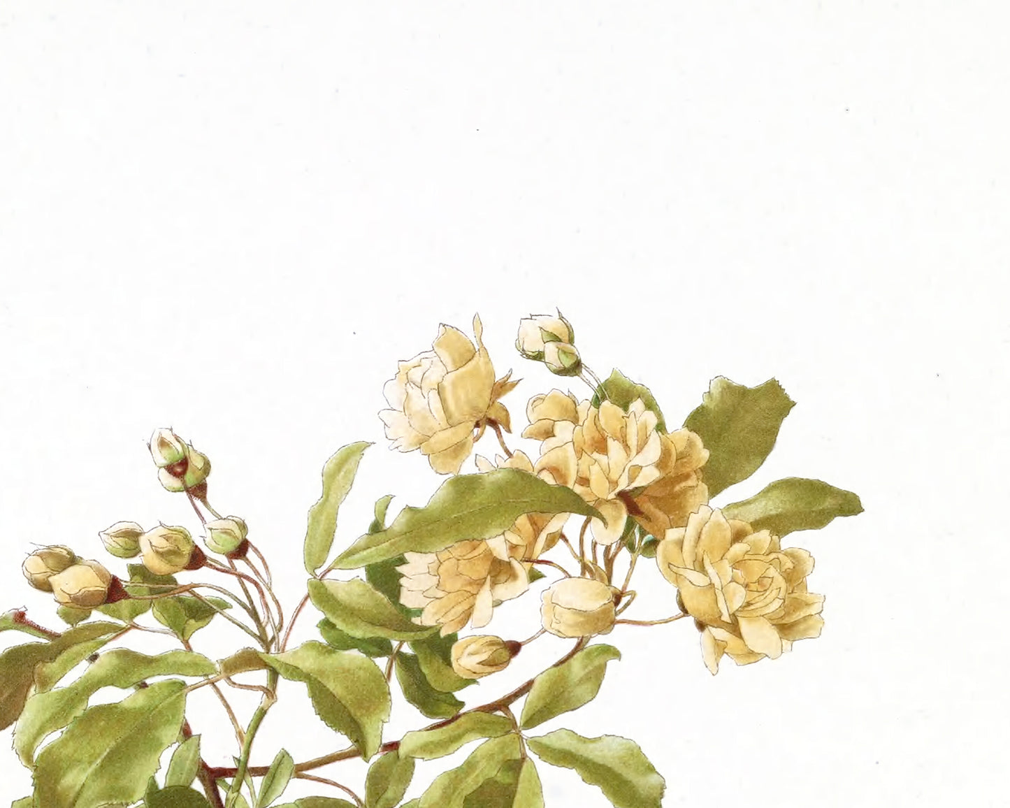 Cream Rose Flower Botanical Art Prints - Set of Three