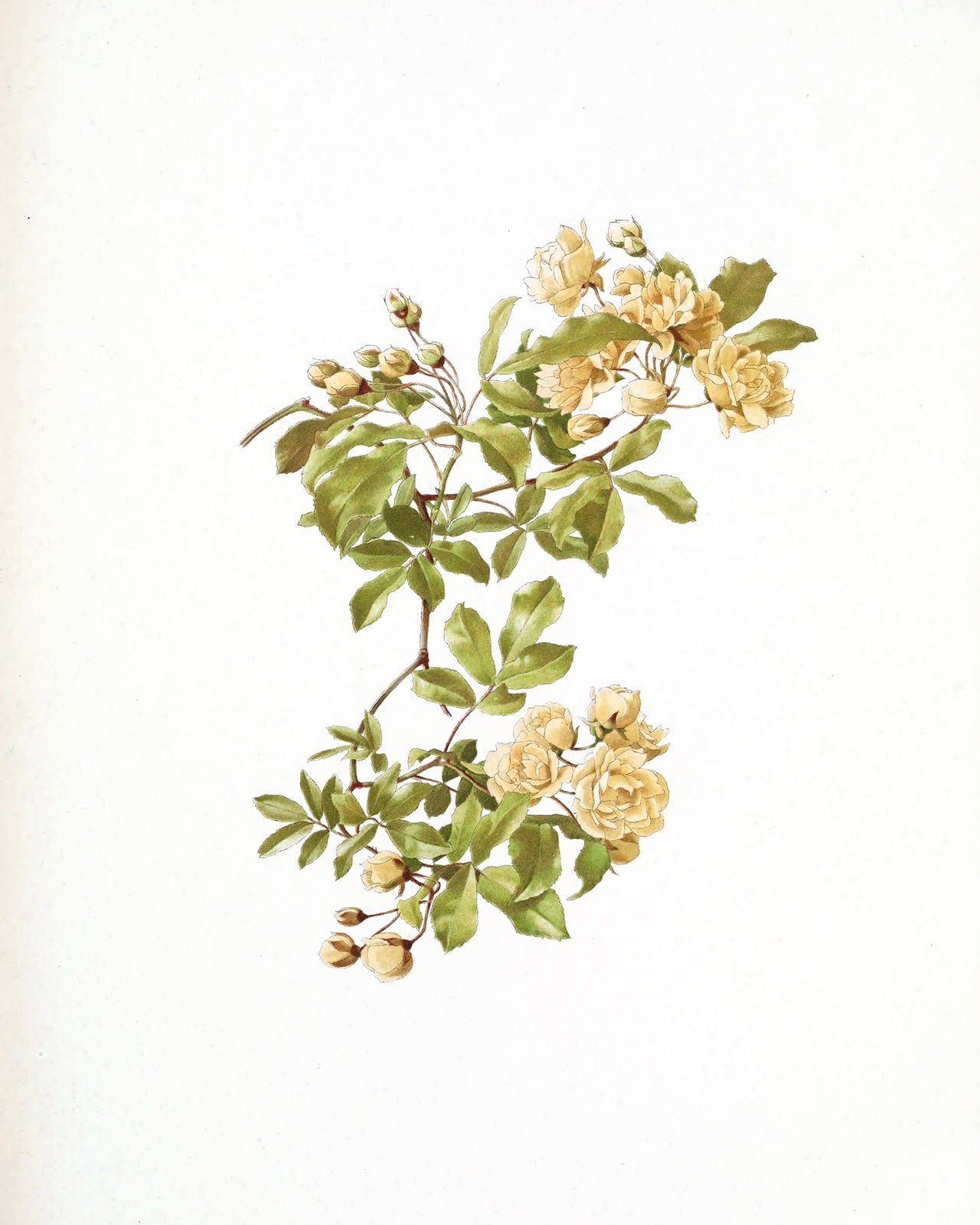 Cream Rose Flower Botanical Art Prints - Set of Three