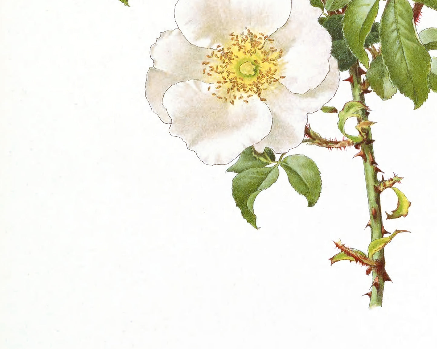 Cream Rose Flower Botanical Art Prints - Set of Three