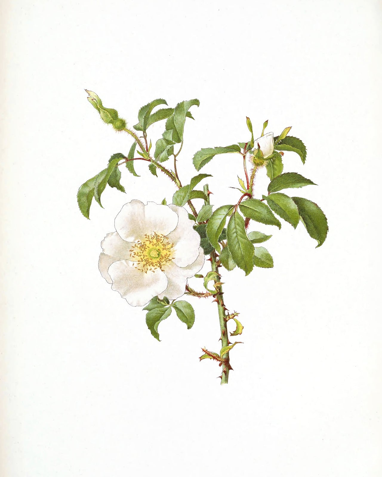 Cream Rose Flower Botanical Art Prints - Set of Three