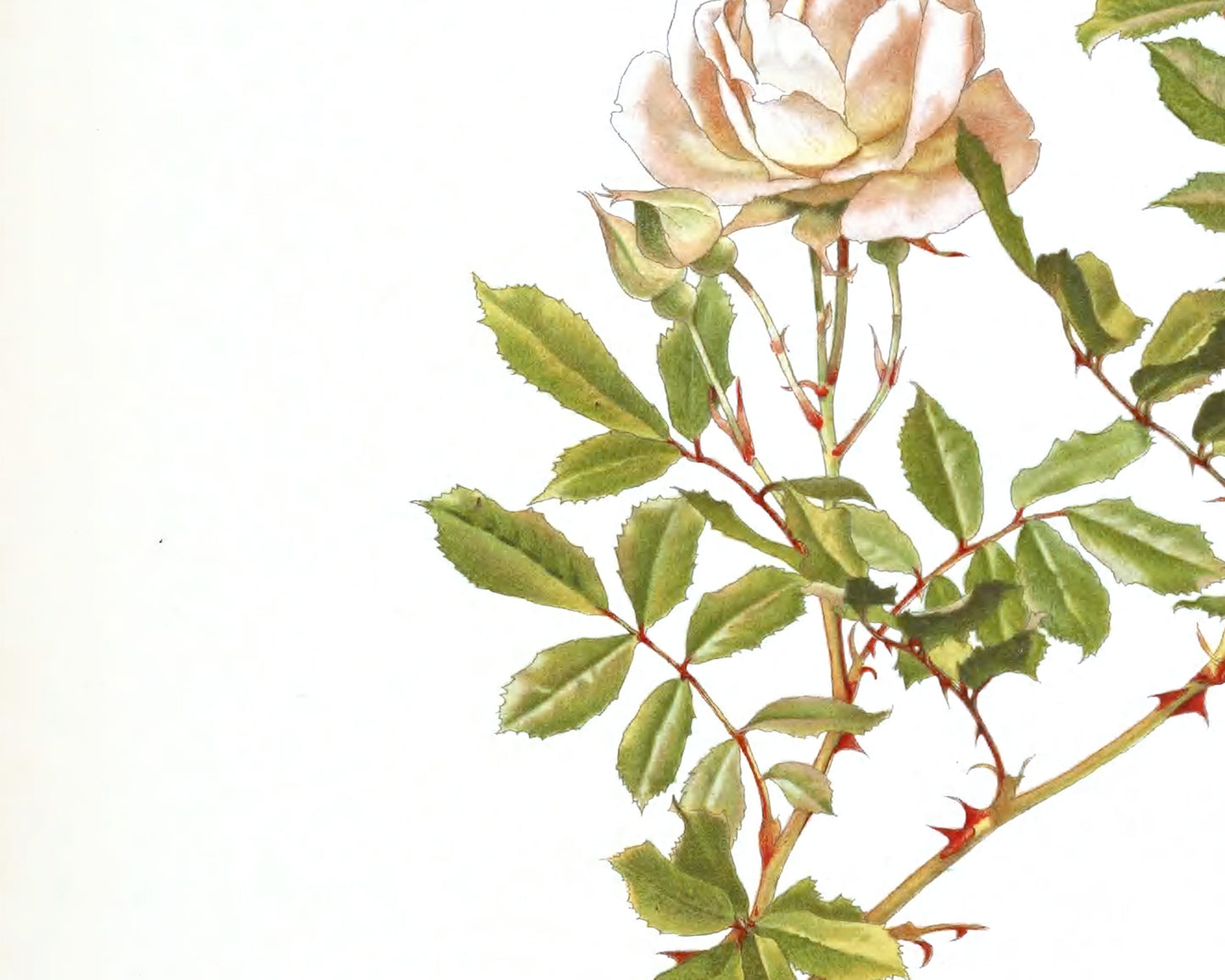 Peach Rose Flower Botanical Art Prints - Set of Four