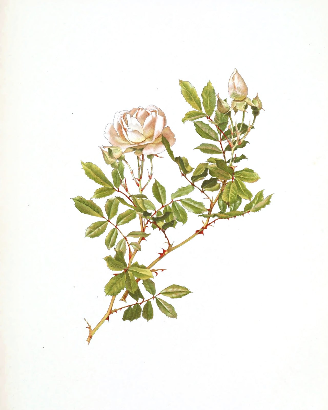 Peach Rose Flower Botanical Art Prints - Set of Four