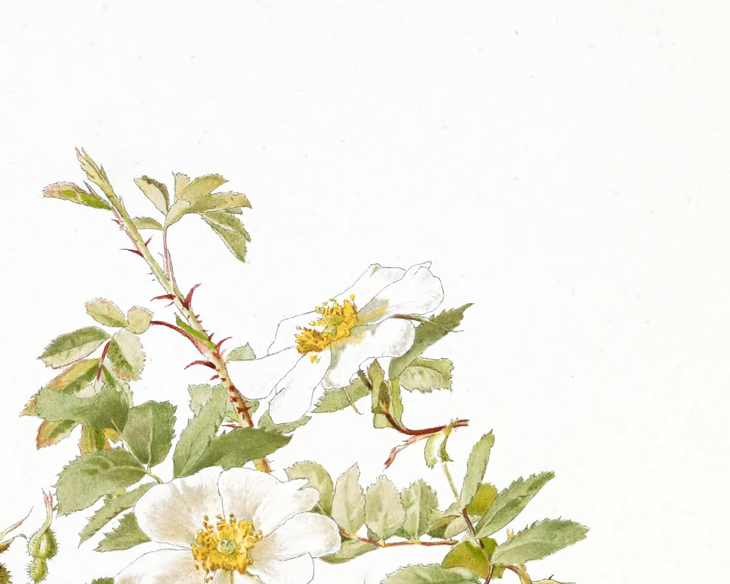 White Rose Flower Botanical Art Prints - Set of Four