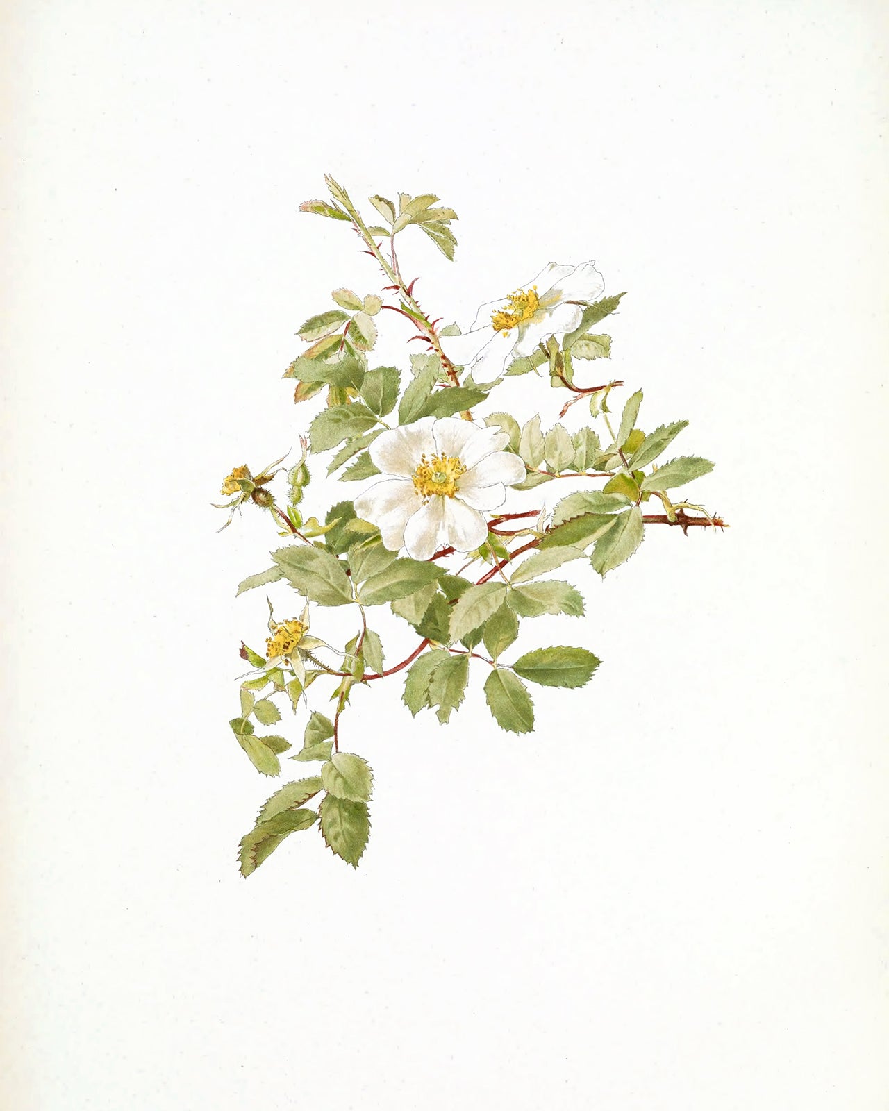 White Rose Flower Botanical Art Prints - Set of Four