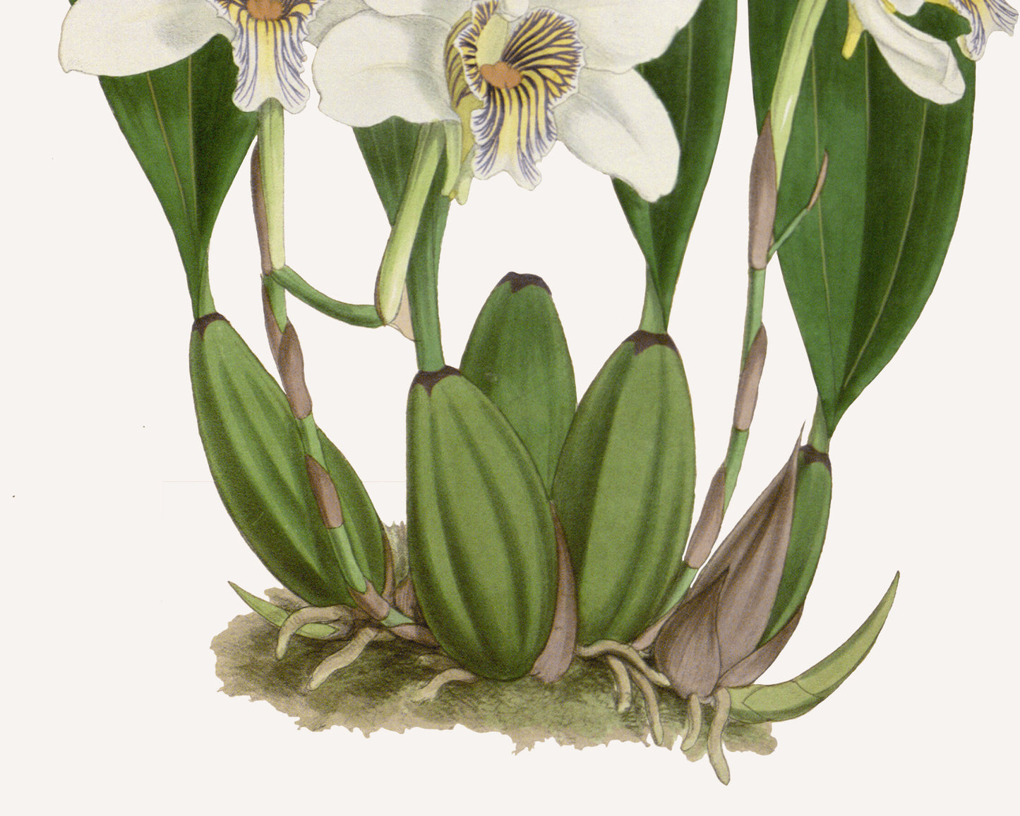 White Orchid Botanical Art Prints - Set of Two