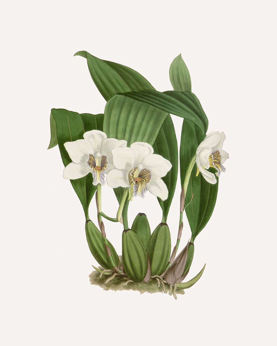 White Orchid Botanical Art Prints - Set of Two