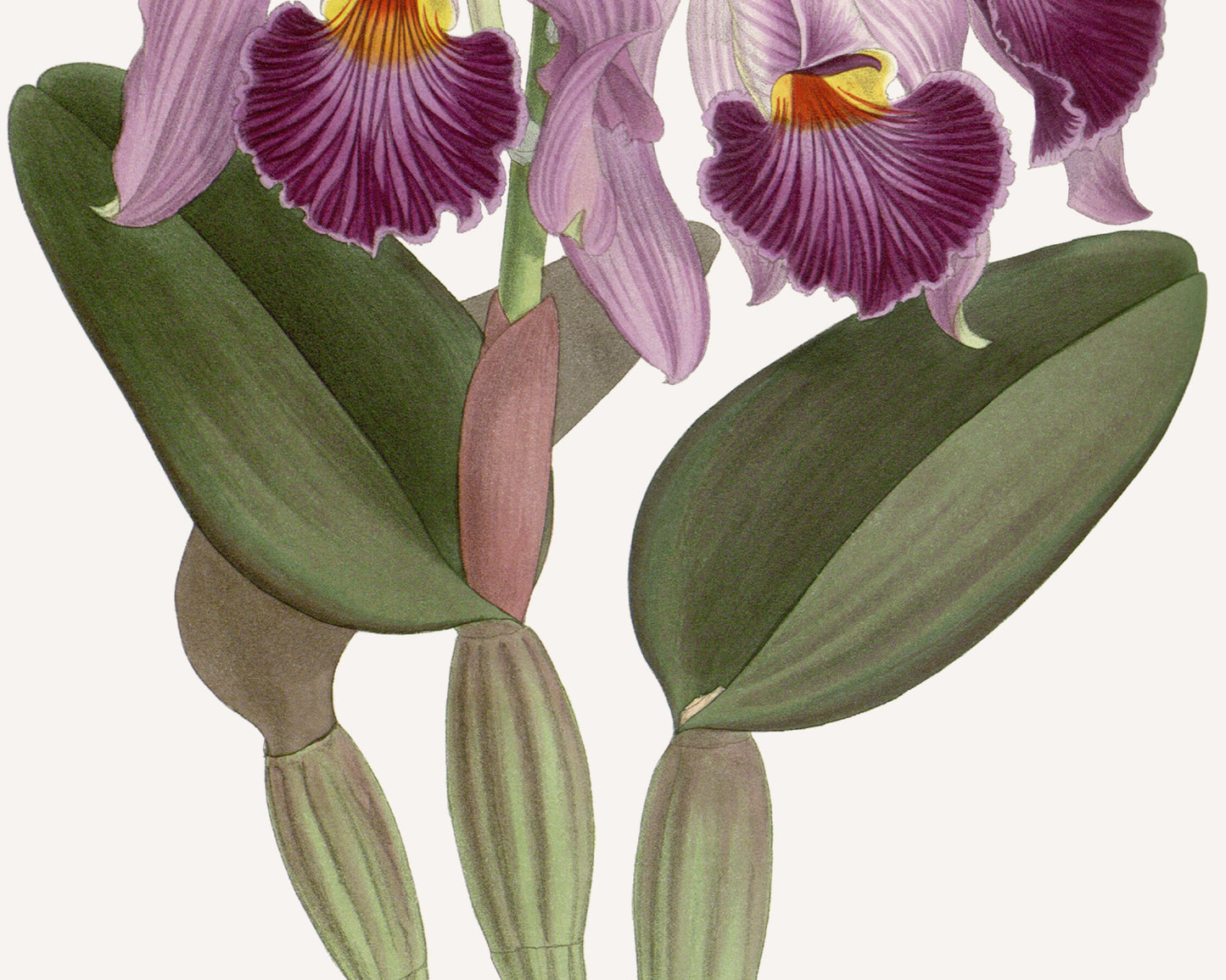 Orchid in Lavender Botanical Art Print #1
