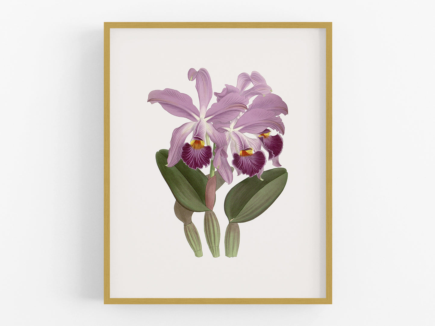 Orchid in Lavender Botanical Art Print #1