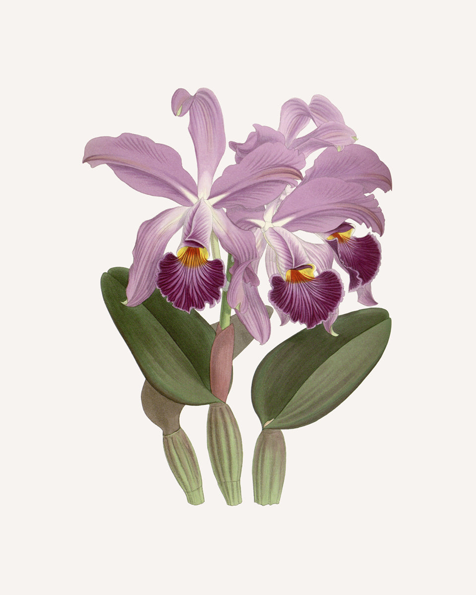 Orchid in Lavender Botanical Art Print #1