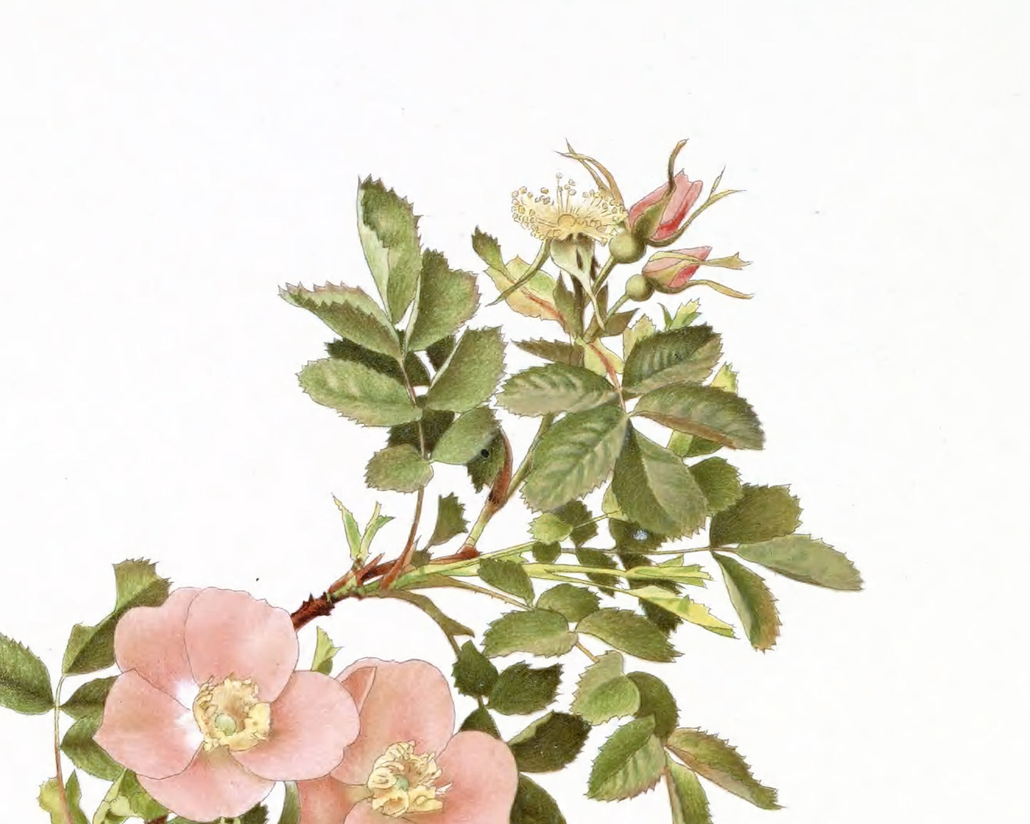 Peach Rose Flower Botanical Art Prints - Set of Four