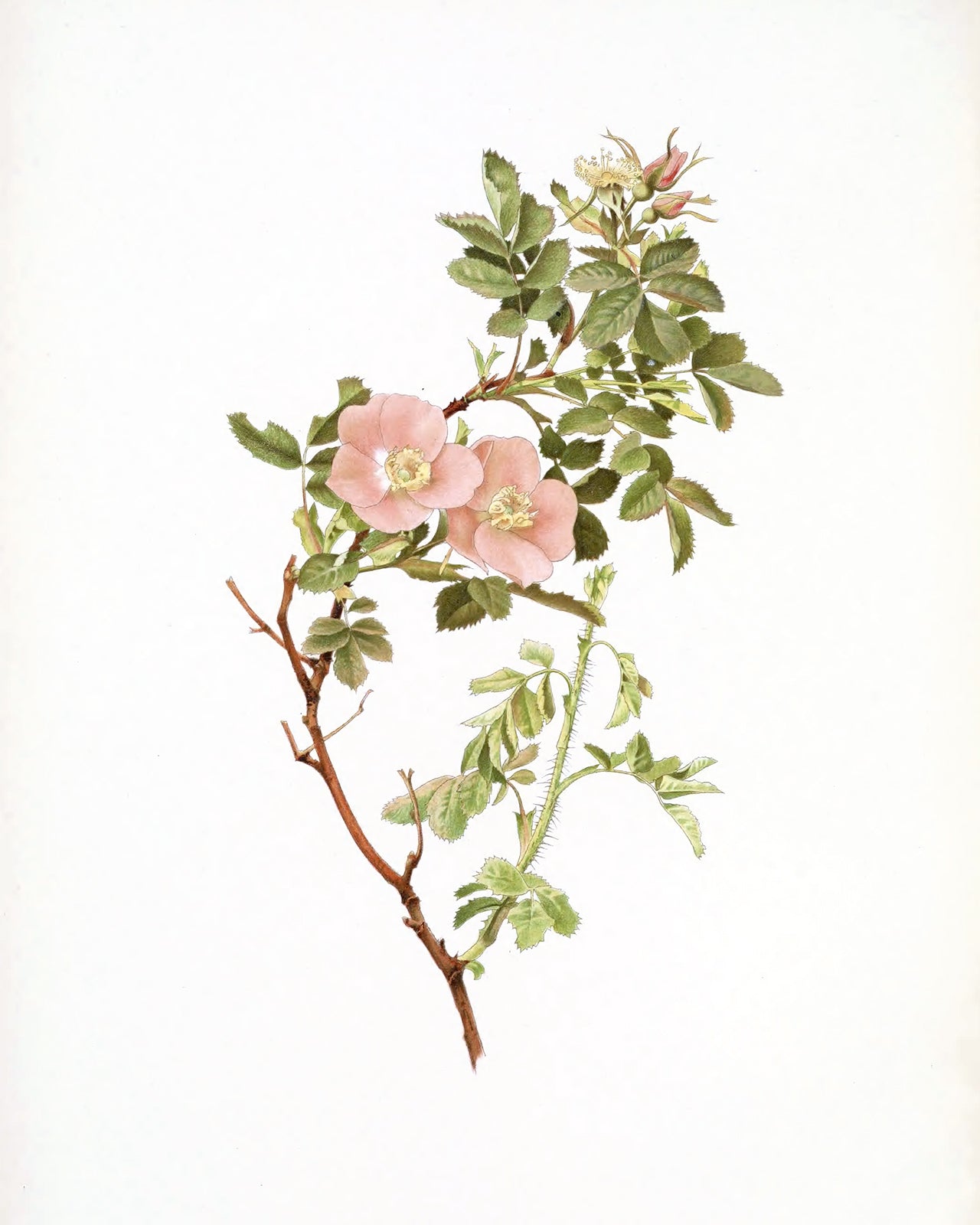 Peach Rose Flower Botanical Art Prints - Set of Four