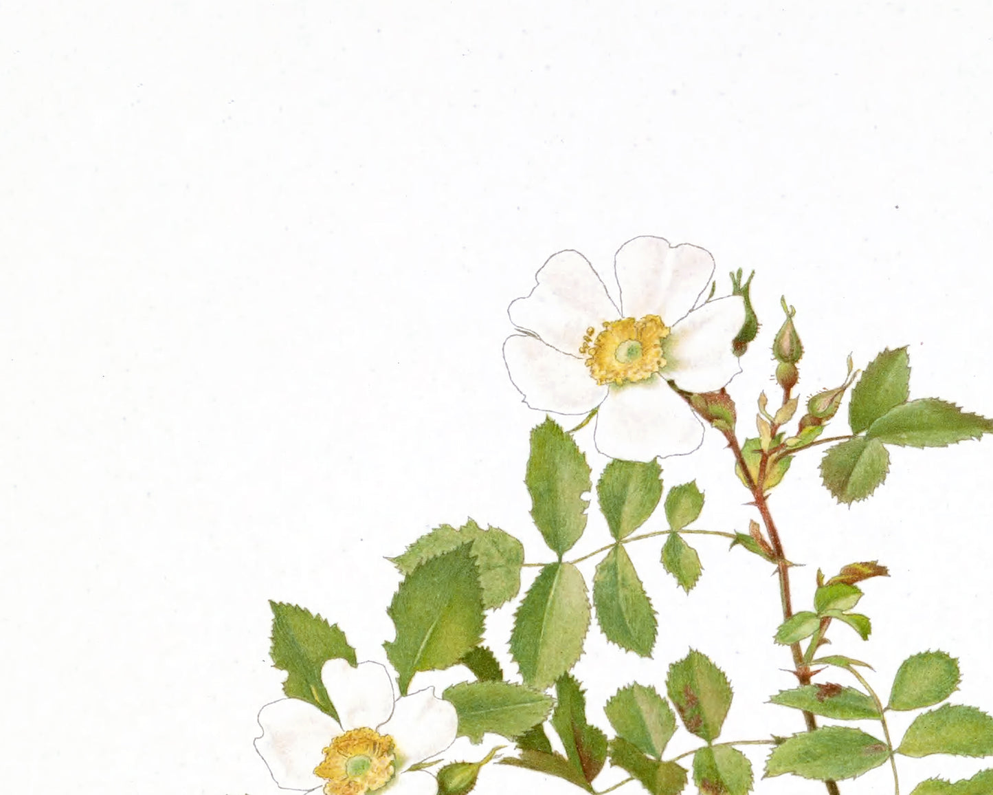 White Rose Flower Botanical Art Prints - Set of Four