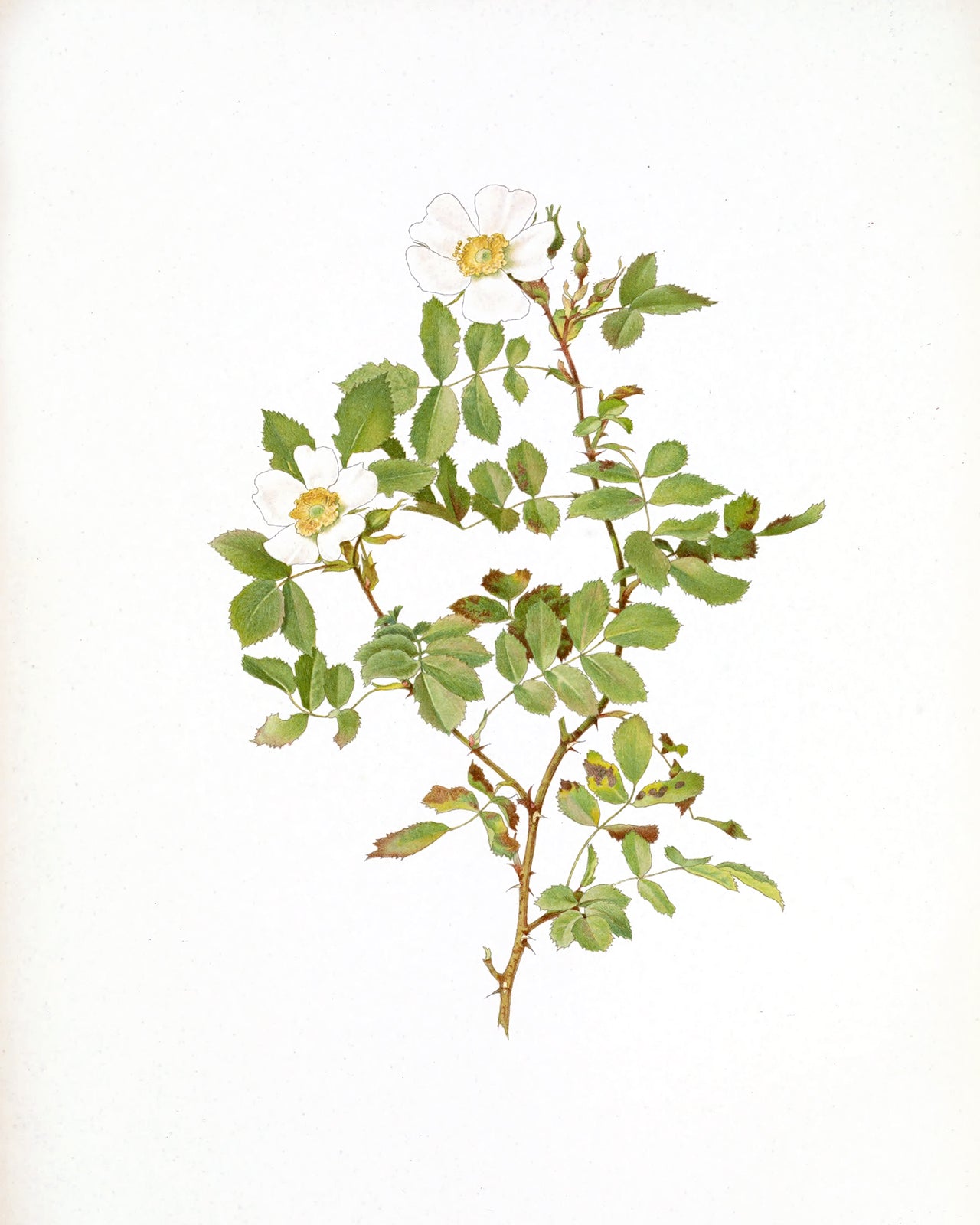 White Rose Flower Botanical Art Prints - Set of Four