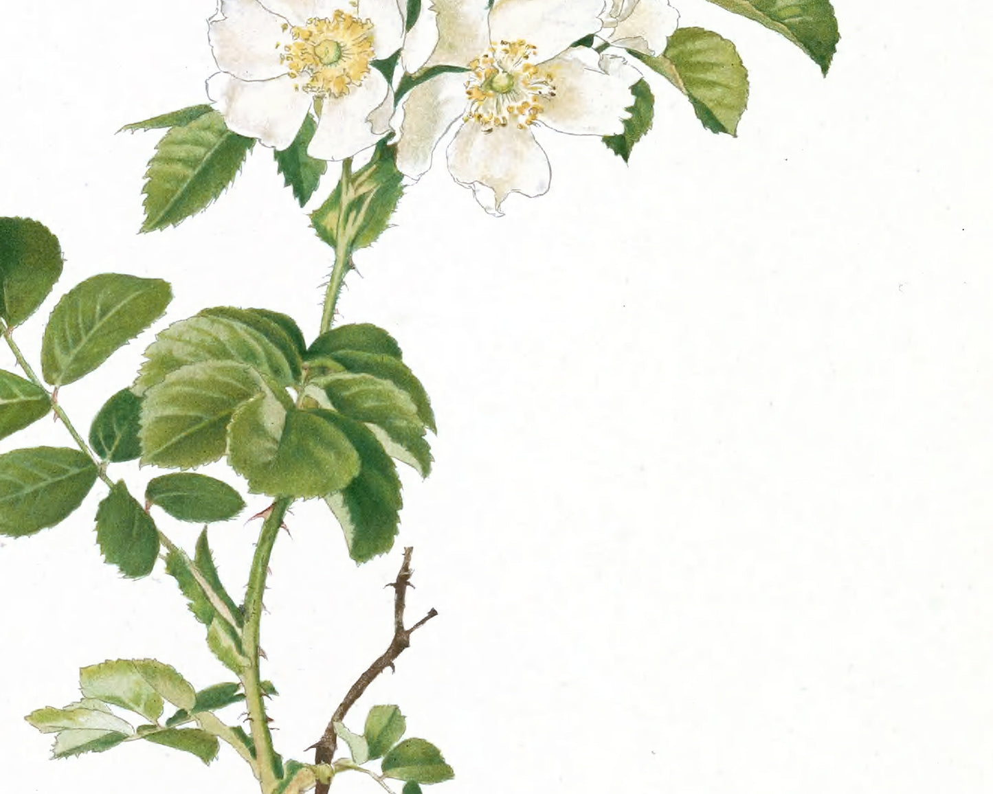 White Rose Flower Botanical Art Prints - Set of Four