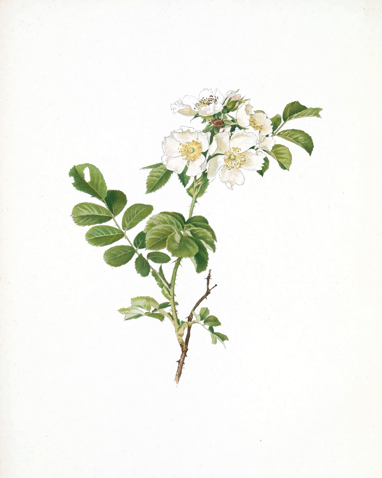 White Rose Flower Botanical Art Prints - Set of Four