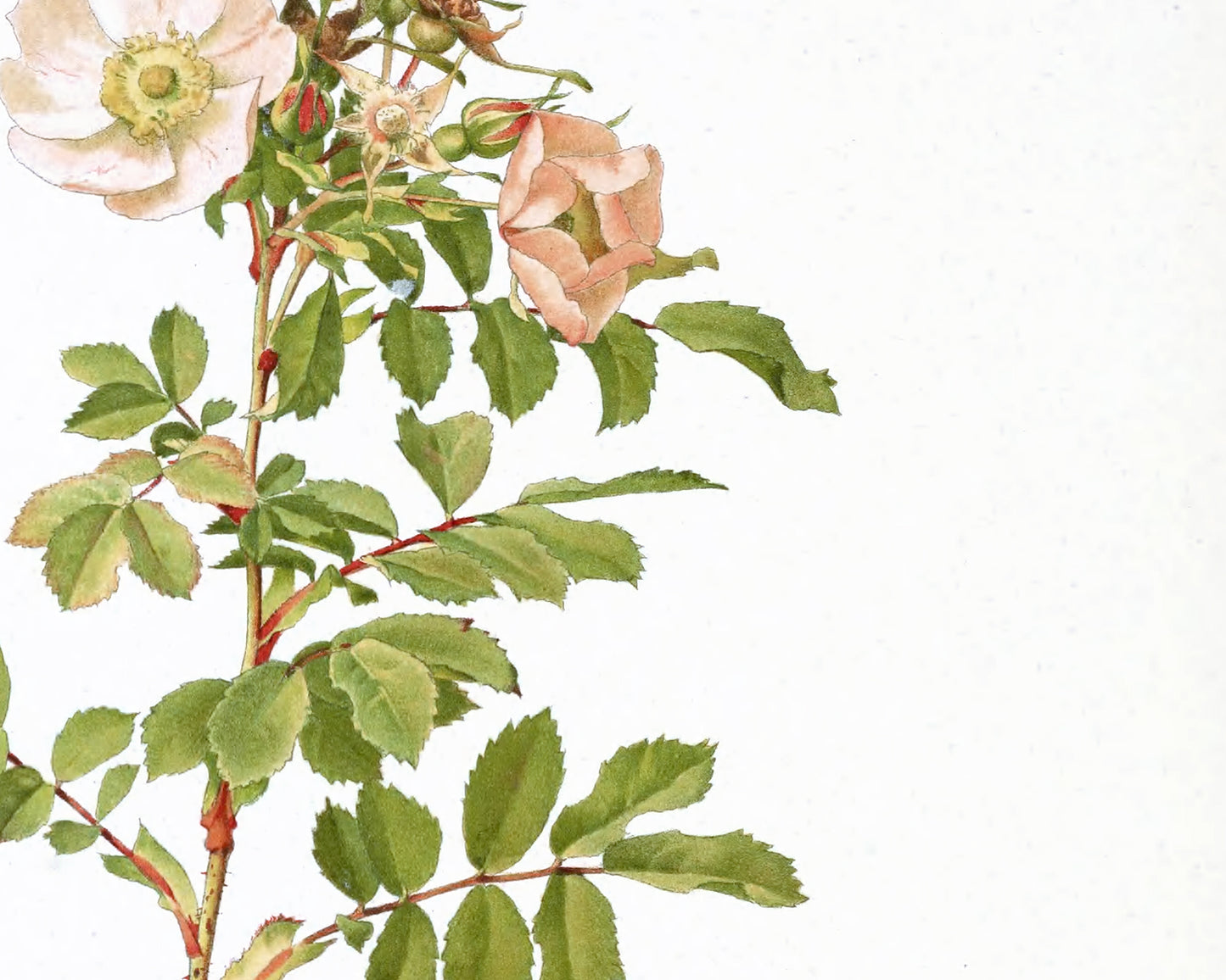 Peach Rose Flower Botanical Art Prints - Set of Four