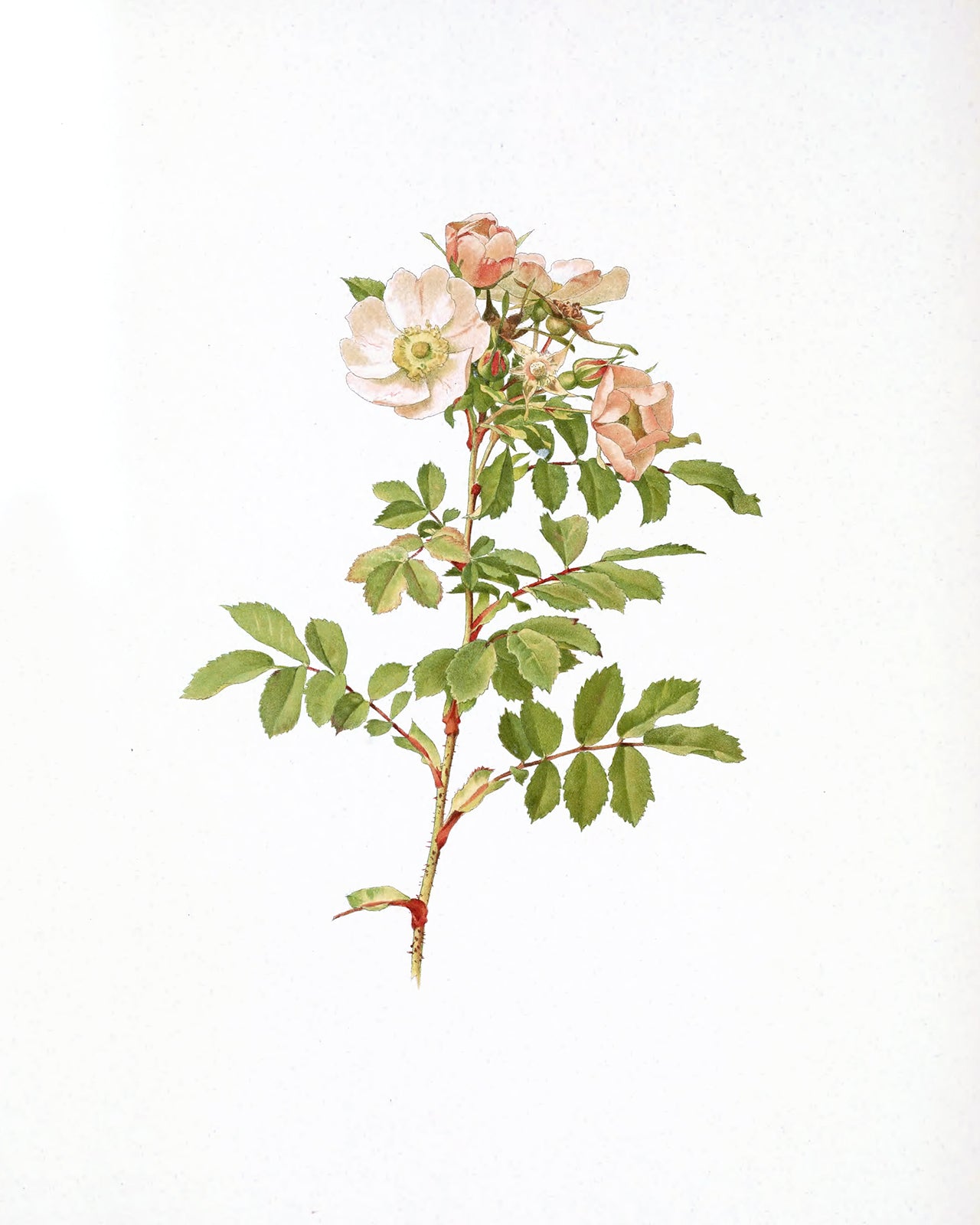 Peach Rose Flower Botanical Art Prints - Set of Four