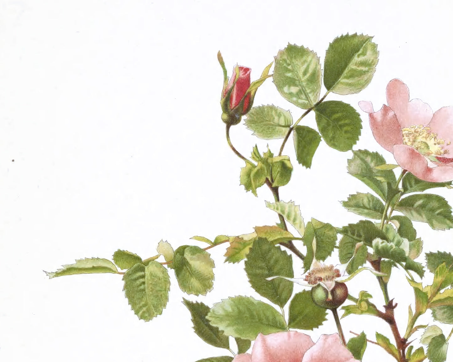 Pink Rose Flower Botanical Art Prints - Set of Four