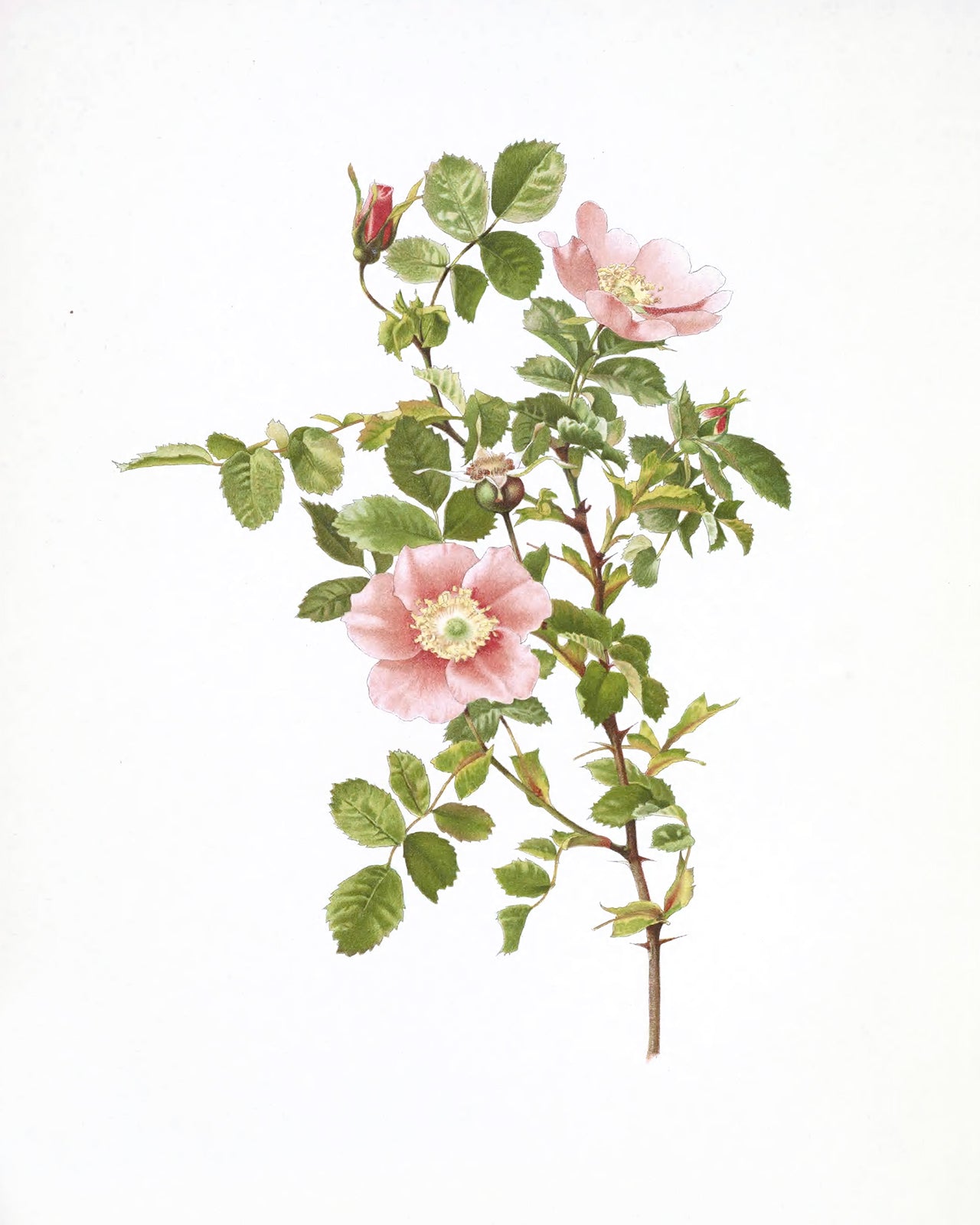 Pink Rose Flower Botanical Art Prints - Set of Four